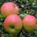 Malus domestica 'Bramley's Seedling' (Apple) [Group 3]