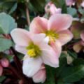 Helleborus x ericsmithii 'Angel Glow' (Christmas Rose)