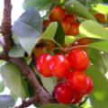 Prunus avium 'Stella' (Cherry)