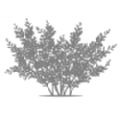 Chamaecyparis lawsoniana 'Snow White' (Lawson's Cypress)