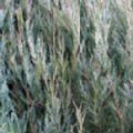 Juniperus virginiana 'Skyrocket' (Rocky Mountain Juniper)