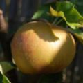 Malus domestica 'Egremont Russet' (Dessert Apple) [2]