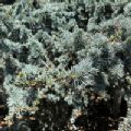 Cedrus libani subsp. atlantica 'Glauca' (Blue Atlas Cedar)