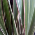 Phormium cookianum 'Tricolor' (New Zealand Flax)