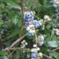 Vaccinium corymbosum 'Patriot' (Blueberry)
