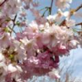 Prunus 'Accolade' (Flowering Cherry)