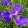 Iris sibirica 'Silver Edge' (Siberian Iris)