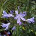 Agapanthus 'Streamline' (African Lily)