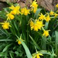 Narcissus 'Tête-à-Tête' (Daffodil)