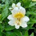 Alstroemeria 'Summer Sky' (Peruvian Lily)