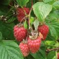 Raspberry 'Tulameen' (Late Season Raspberry)