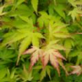 Acer palmatum 'Sango-Kaku' (Coral Bark Maple)