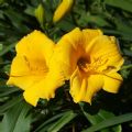 Hemerocallis 'Stella De Oro' (Day Lily)