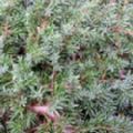 Juniperus communis 'Green Carpet' (Juniper)