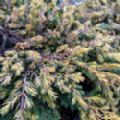 Juniperus communis 'Goldschatz'