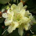 Rhododendron 'Shamrock' (Dwarf Rhododendron)
