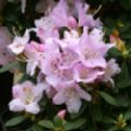 Rhododendron 'Snipe' (Dwarf Rhododendron)