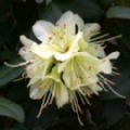 Rhododendron 'Princess Anne' (Dwarf Rhododendron)