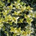 Osmanthus heterophyllus 'Goshiki' (False Holly)