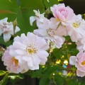 Rosa 'Paul's Himalayan Musk' (Rambling Rose)