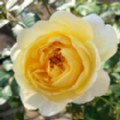 Rosa 'The Poet's Wife' (Shrub Rose)
