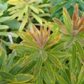 Euphorbia x martinii 'Ascot Rainbow' (Spurge)