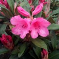 Rhododendron 'Winsome' (Dwarf Rhododendron)