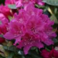 Rhododendron 'Rocket'