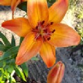 Lilium 'Abbeville's Pride' (Asiatic Lily)