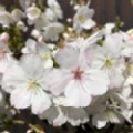 Prunus incisa 'The Bride' (Flowering Cherry)