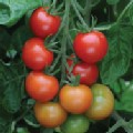 Tomato 'Gardeners Delight' (Cherry Tomato)