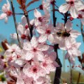 Prunus cerasifera 'Nigra' (Black Cherry Plum)