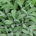 Salvia officinalis (Sage)