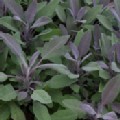 Salvia officinalis 'Purpurascens' (Purple Sage)