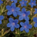 Lithodora diffusa 'Heavenly Blue' (Purple Gromwell)