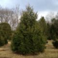 Picea abies (Norway Spruce Potted Christmas Tree)