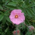 Cistus 'Grayswood Pink' (Rock Rose)