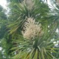 Cordyline australis (Manx Palm)