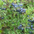 Prunus spinosa (Blackthorn/Sloe)