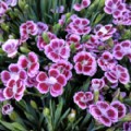 Dianthus 'Pink Kisses' (Border Carnation)