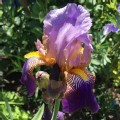 Iris 'Alcazar' (Tall Bearded Iris)