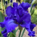Iris 'Mer du Sud' (Tall Bearded Iris)