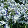 Agapanthus 'Twister' (African Lily)