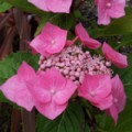 Hydrangea macrophylla 'Teller Pink' (Lace-Cap Hydrangea)