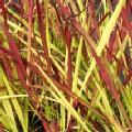Imperata cylindrica 'Red Baron' (Cogon Grass)
