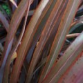 Phormium 'Bronze Baby' (New Zealand Flax)