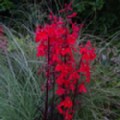 Lobelia cardinalis 'Queen Victoria' (Cardinal Flower)