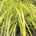 Carex oshimensis 'Everillo' (Sedge)
