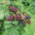 Rubus fruticosus 'Oregon Thornless' (Blackberry)