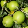 Malus domestica 'Granny Smith' (Dessert Apple) [Group 3]